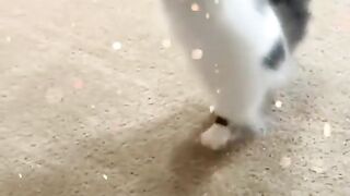 CUTE CAT DANCING.