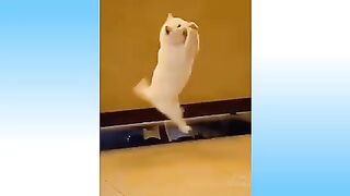 Funny Cat