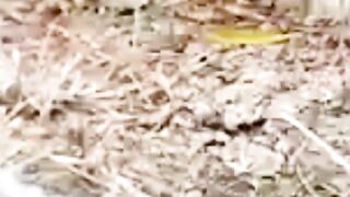 Amazing eagle Hunting