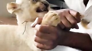 Kid Lion