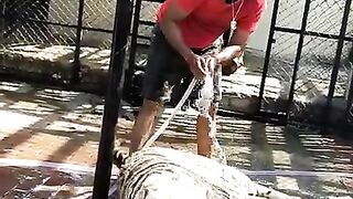 Big Lion
