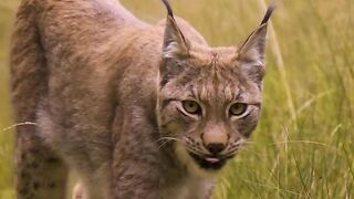 Lynx was Called Flora has mastered the cat walk
