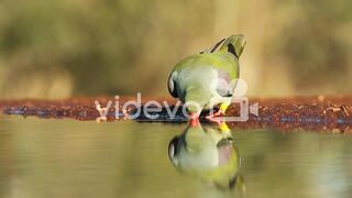 Pigeon drinking water