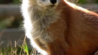 The red foxes have just let go of their old winter coat and they’re already filling in a new one