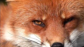 Red Fox Try to Sleep