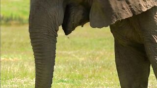 Amazing elephants