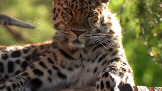 Majestic as always