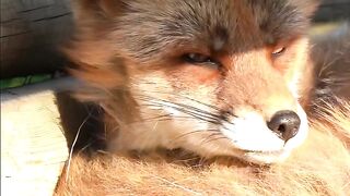 Foxes never disappoint