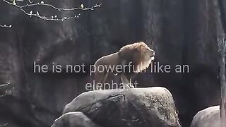 Lion Attitude Status???? | Attitude Status | King Of Jungle
