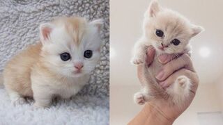 Baby Cats - Cute and Funny Cat Videos Compilation Cute Cats????
