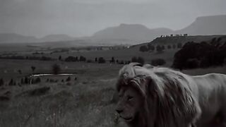 The king of the jungle