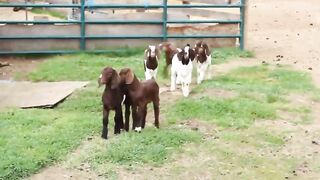 Dozens of baby goats