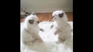 Cat sweet