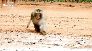 Funny and Cute Monkey