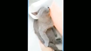 Funny cat