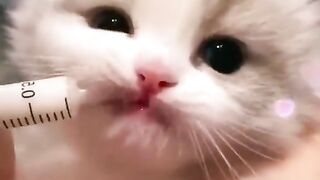 Funny cat