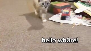 Funny cat