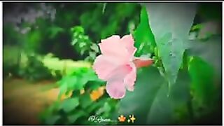 Nature_status_video_4k_????_Whatsapp_nature_love_status
