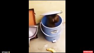 You will be surprised to see the straightforward movement of monkeys |fatima28