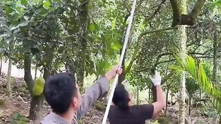 How jackfruit is harvested