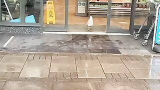 The person who opened the door for the seagull the end