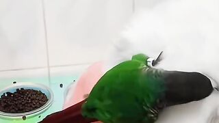 القط والببغاء