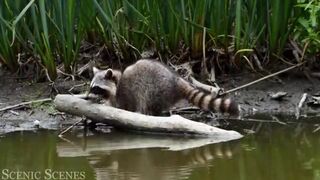 #WILDLIFE IN THE FOREST#