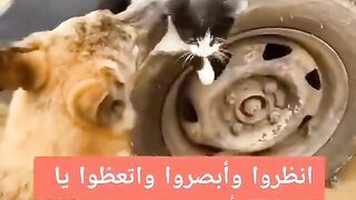 كلب ينقذ القط