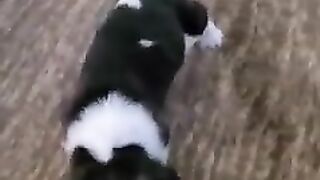 Cute Basset hound puppies