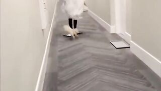 Vidéo funny animal