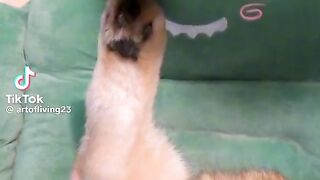 Un chat pas comme les autres