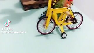 Un perroquet qui fait du velo