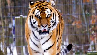 Le Tigre animal majestueux