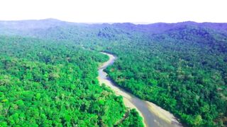 Amazing Largest Birds of The World Nature Footage Birds of Rainforest