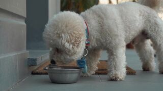 كلب ياكل طعام