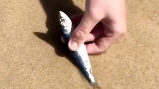 Beach worms that must be caught with small fish