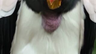 locked in a gaze with royalty the king vuture stare down the lens with a commanding presence