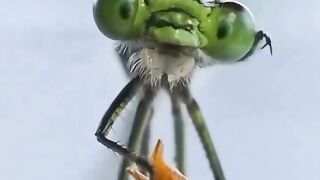 seen up close a fly is cleaning its head