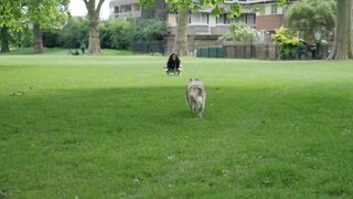 Running Dogs