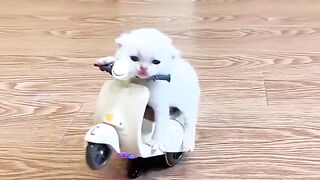 Cute cat