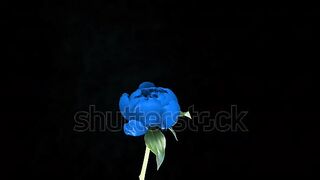جميل