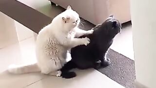 ياقلبي