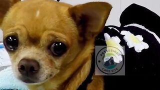 Foods not recommended for dogs