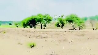 راشد خان
