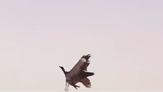 animal video پرندوں  خوبصورت ویڈیو
