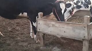 Daery farming