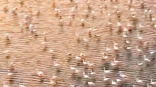 Birds video