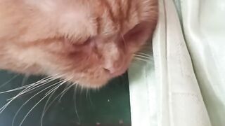 Kucing