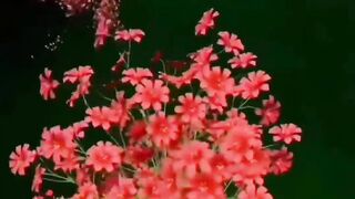 M Afzal Pakistan