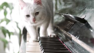 Cute cat